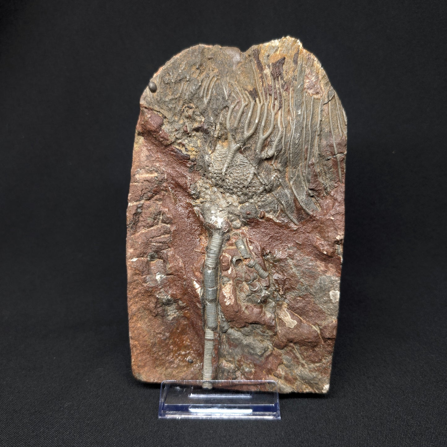 6.76" Silurian Crinoid (Scyphocrinites) Fossil - Erfoud, Morocco (#501)