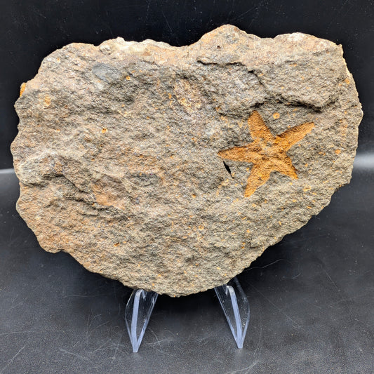 1.13" Petraster Starfish Fossil - Morocco