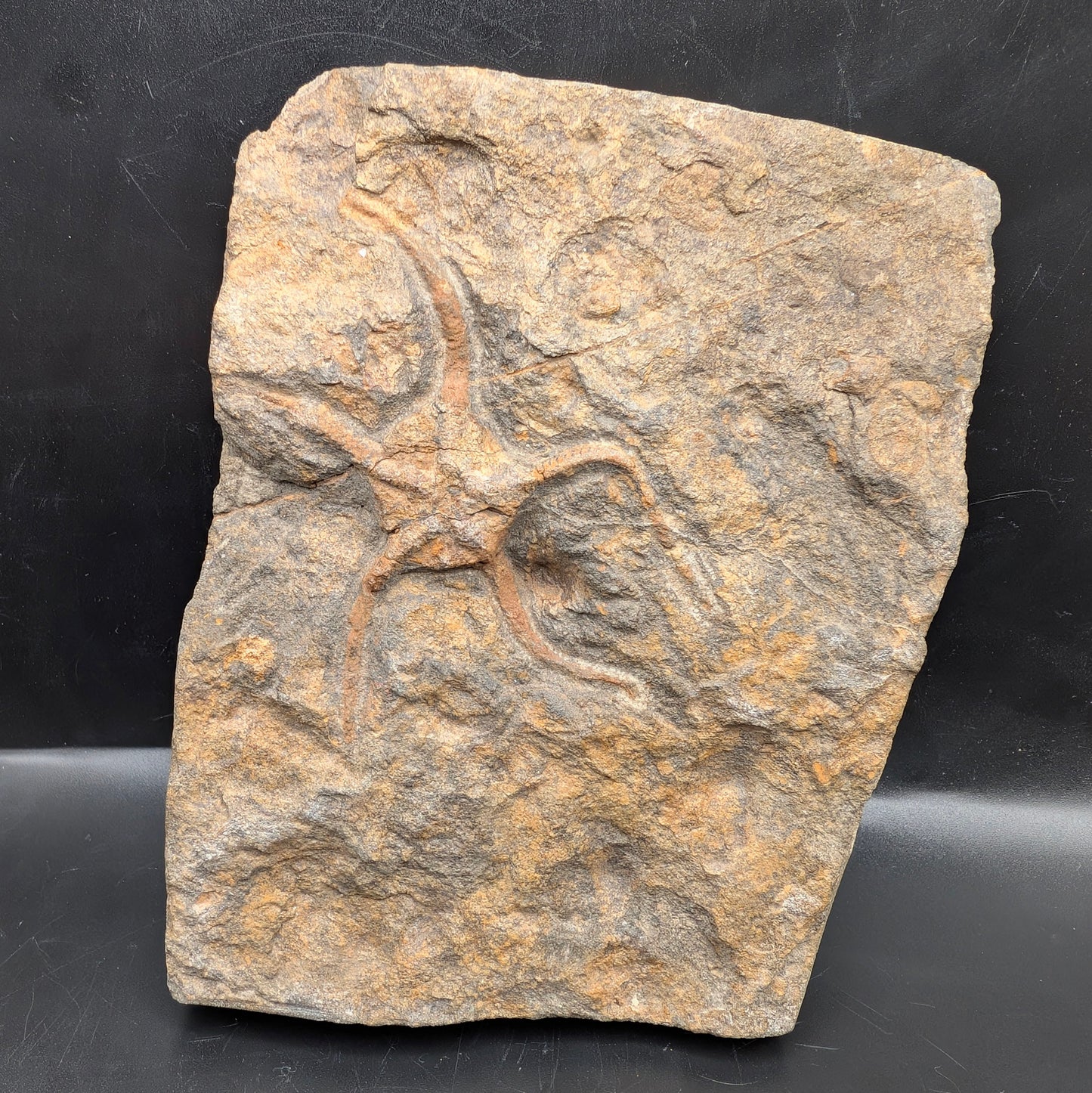 3.13" Ophiura Brittle Star Fossil - Morocco