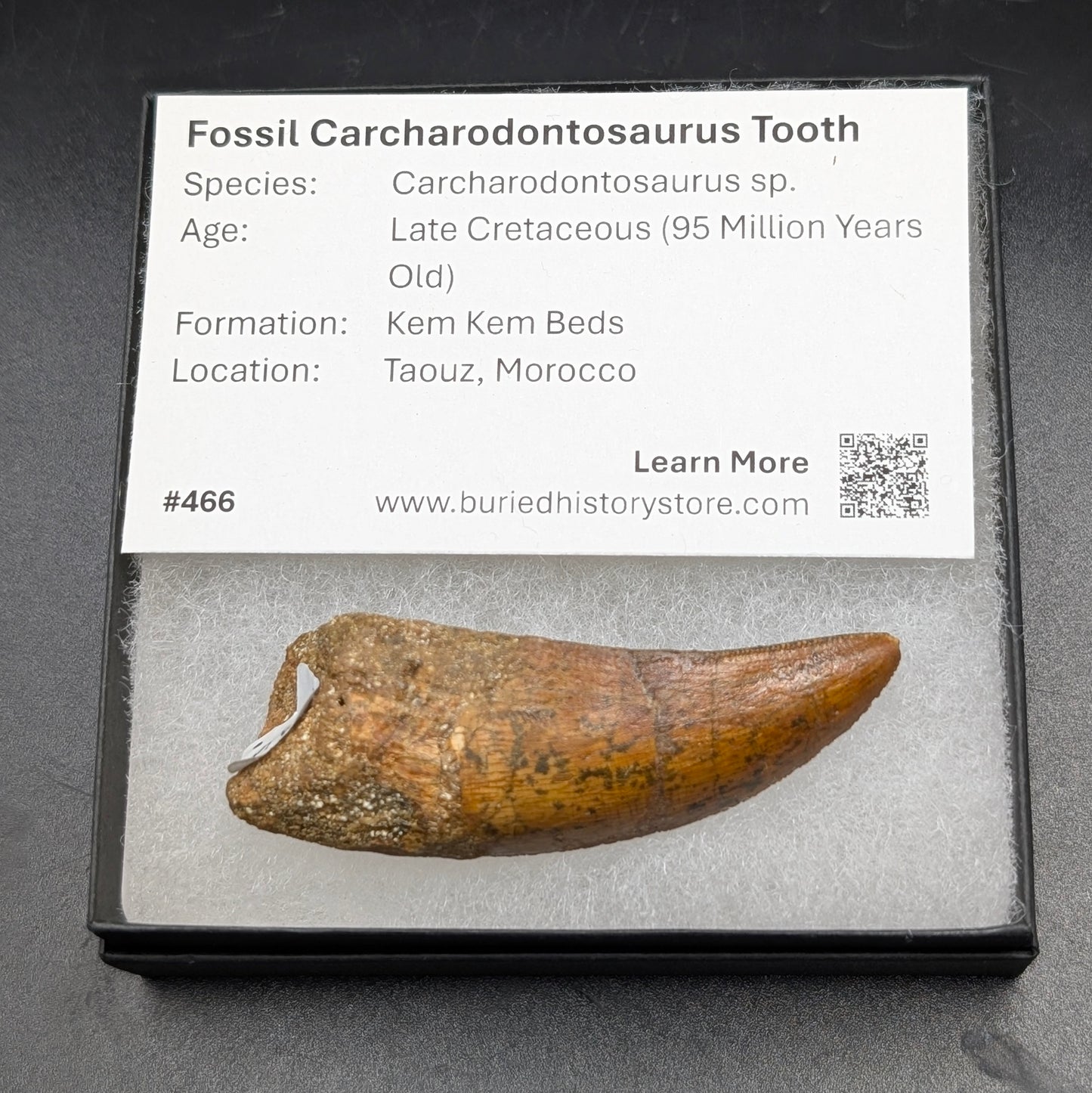 2.66" Serrated, Carcharodontosaurus Tooth (Real Dinosaur Tooth) - Morocco