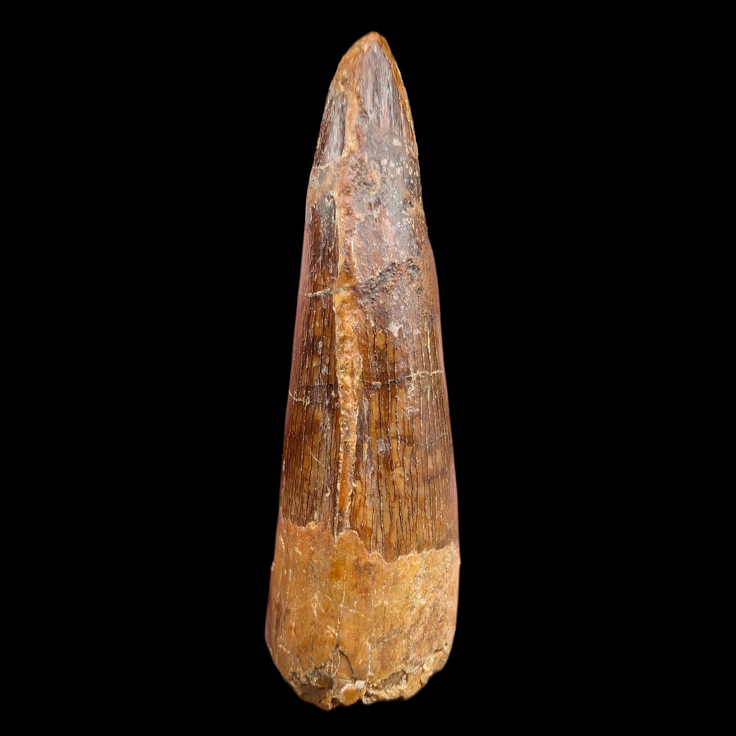 1.56" Fossil Spinosaurus Tooth, Real Dinosaur Tooth - Morocco