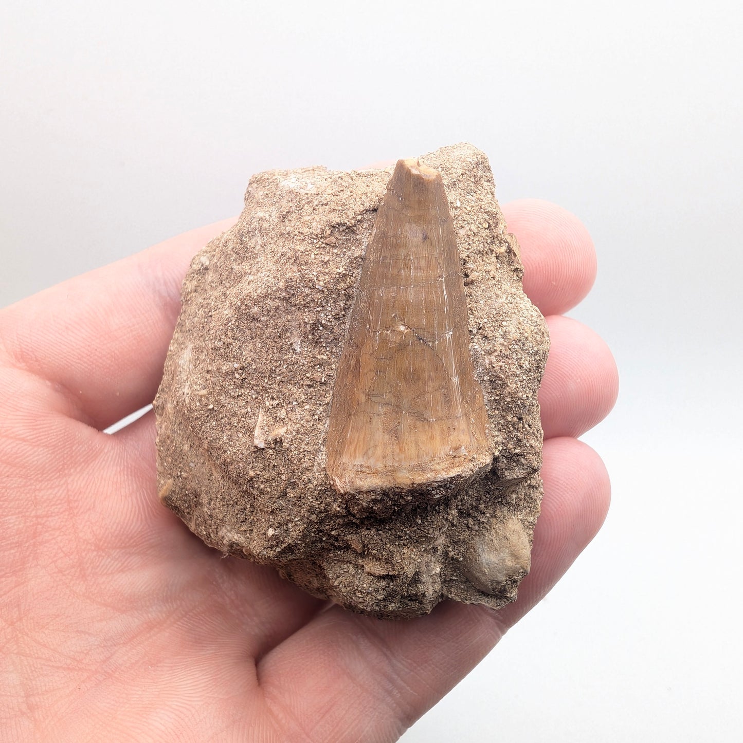 1.38" Fossil Mosasaur Tooth in Rock - Morocco