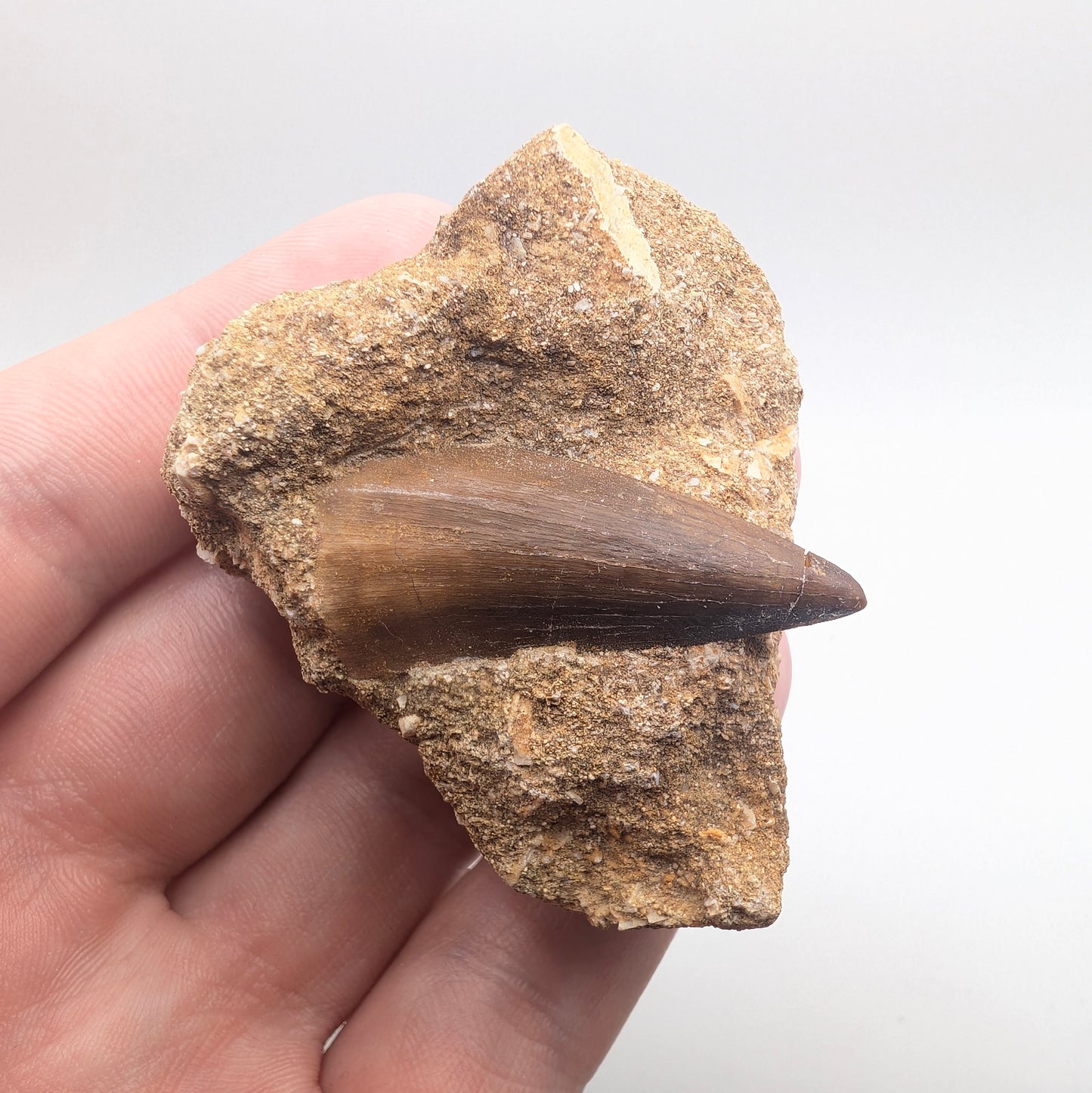1.43" Fossil Mosasaur Tooth in Rock - Morocco