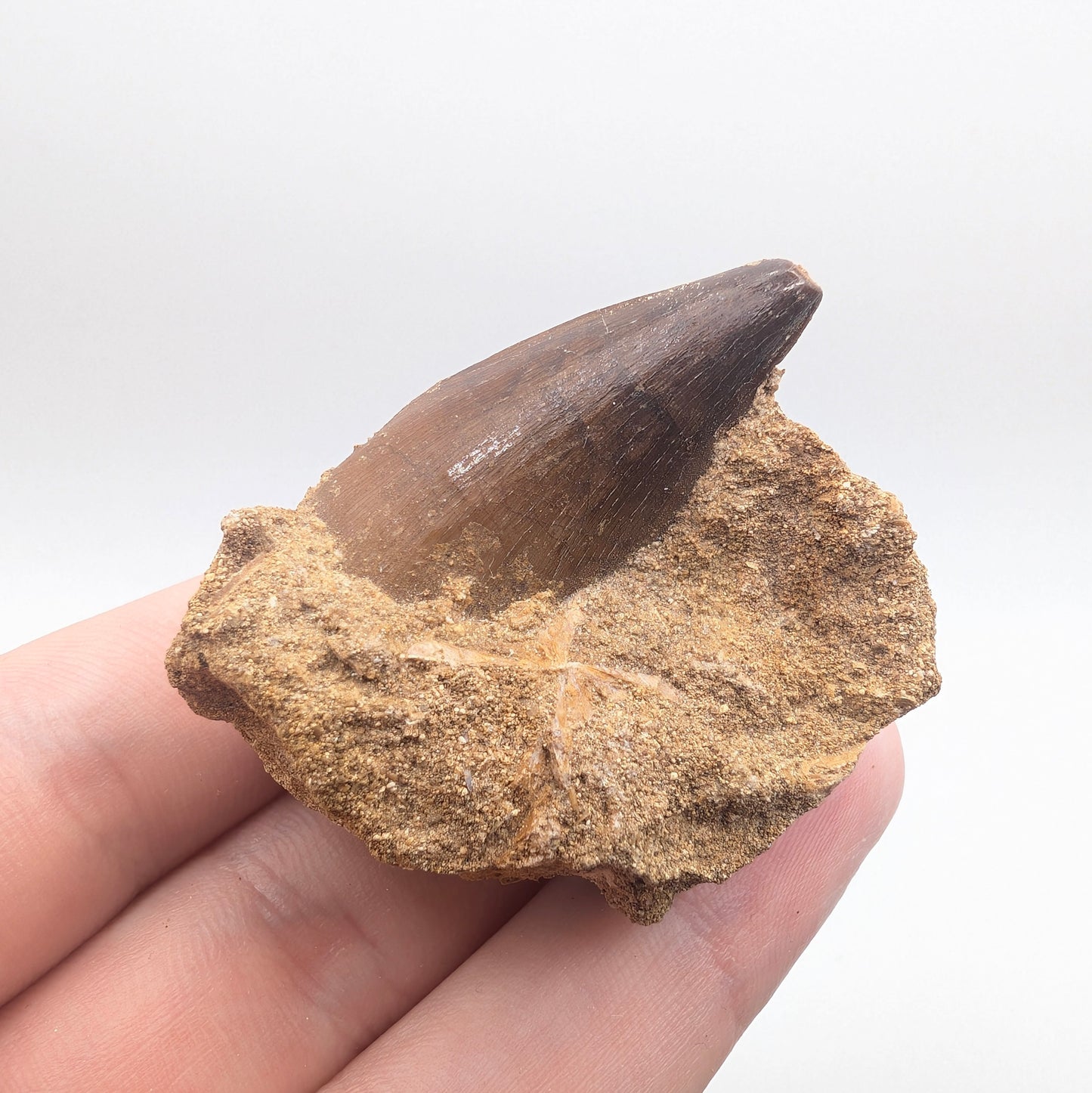 1.37" Fossil Mosasaur Tooth in Rock - Morocco