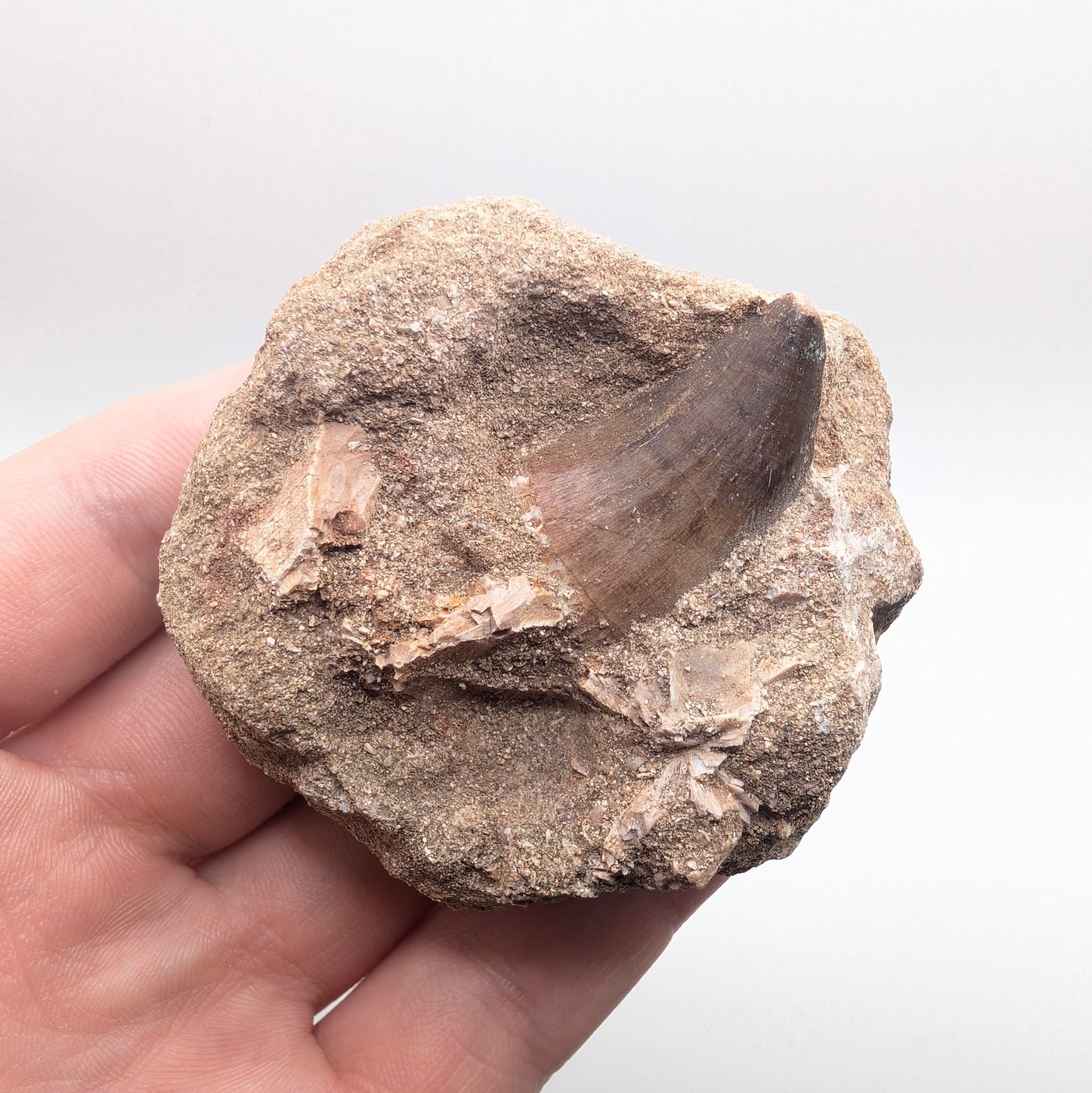 1.16" Fossil Mosasaur Tooth in Rock - Morocco