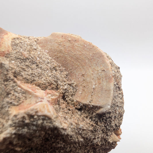 0.92" Fossil Mosasaur Tooth & Shark Vertebra in Rock - Morocco