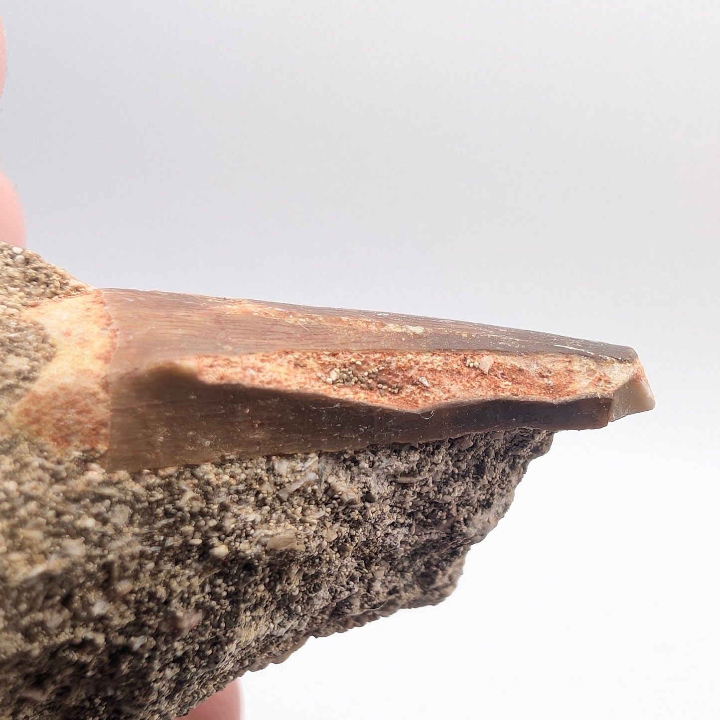 0.92" Fossil Mosasaur Tooth & Shark Vertebra in Rock - Morocco