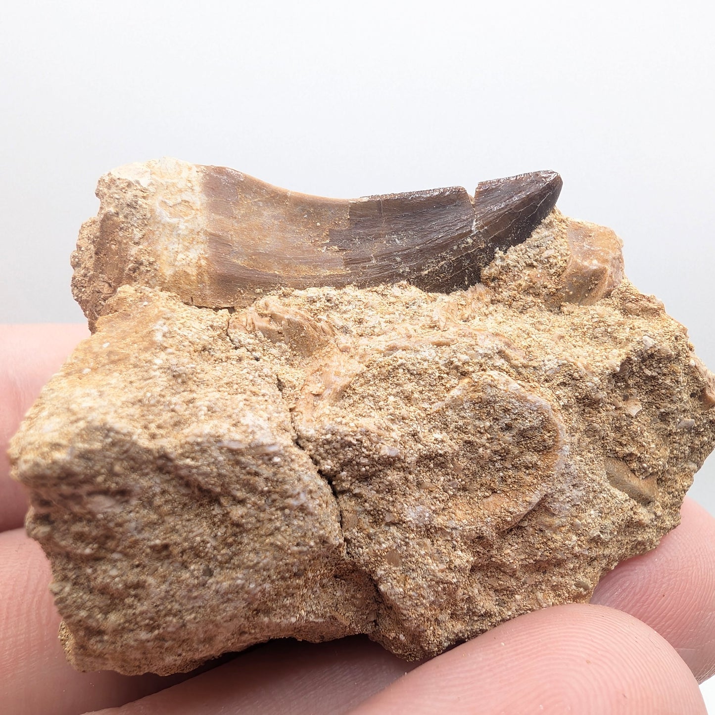 1.06" Fossil Mosasaur Tooth in Rock - Morocco