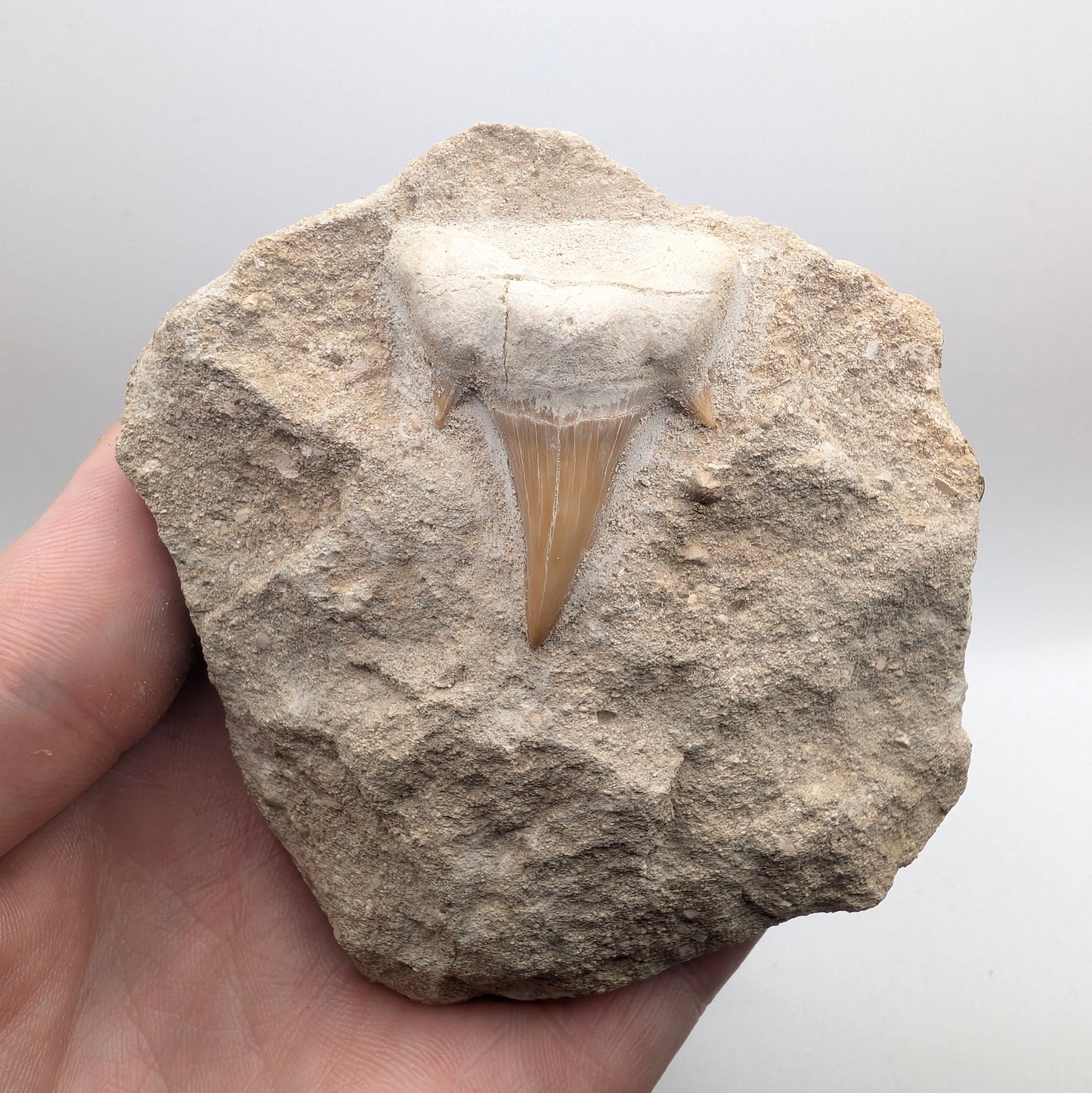 1.53" Fossil Shark Tooth in Rock - Morocco
