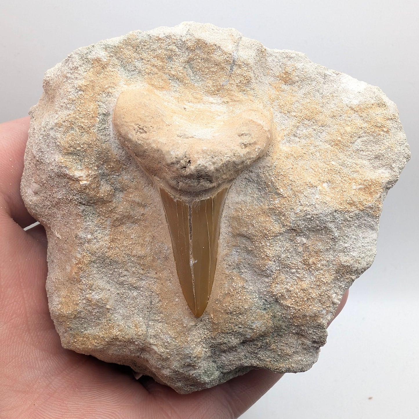 1.59" Fossil Shark Tooth in Rock - Morocco