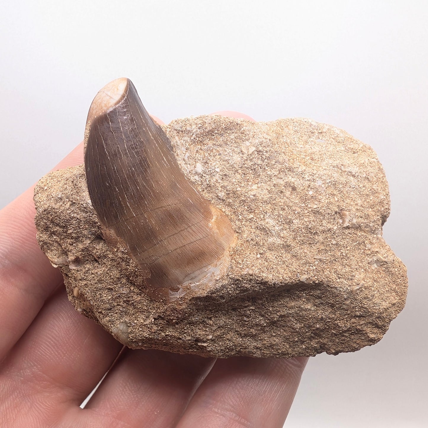 1.37" Fossil Mosasaur Tooth in Rock - Morocco