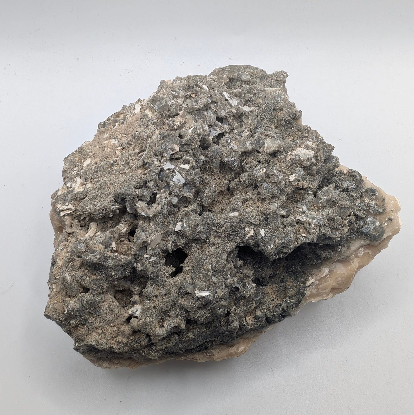 4.10" Fossil Clam With Fluorescent Calcite - Rucks’ Pit, FL