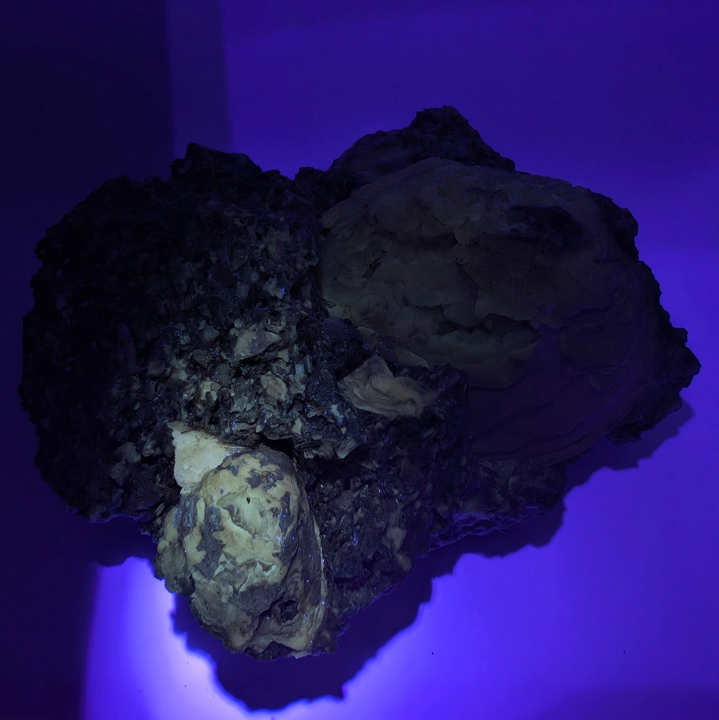 7.63" Cluster of Fossil Clams With Fluorescent Calcite - Rucks’ Pit, FL