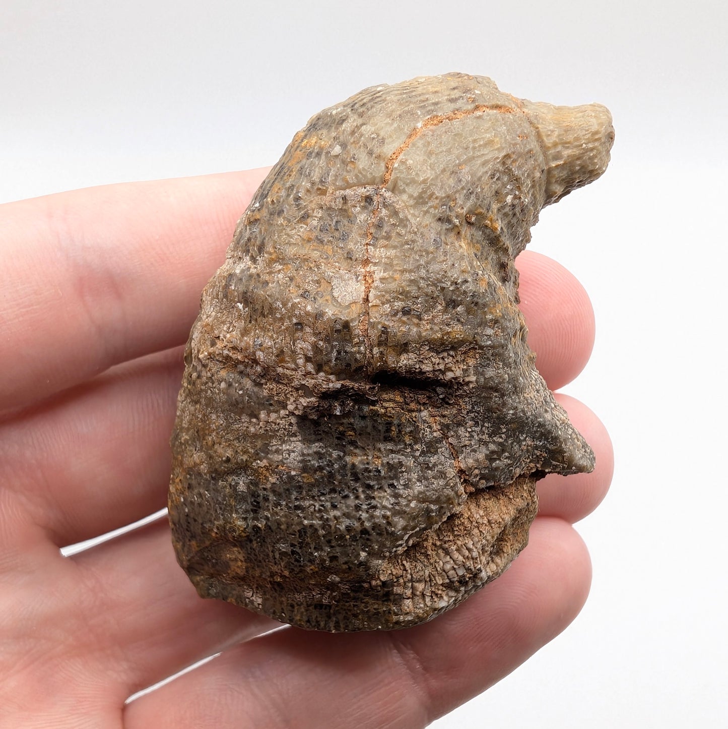 2.38" Fossil Horn Coral