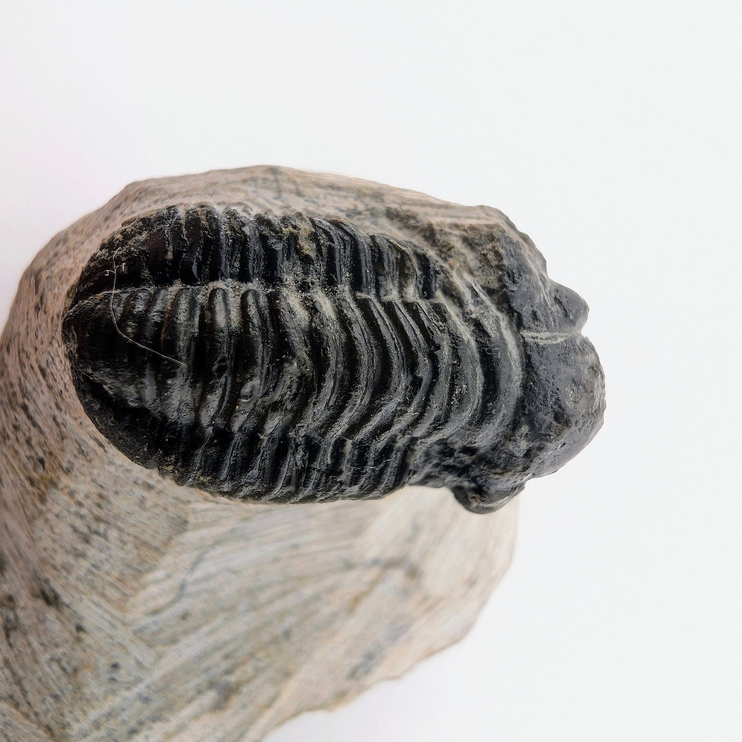 0.94" Gerastos Trilobite Fossil - Morocco