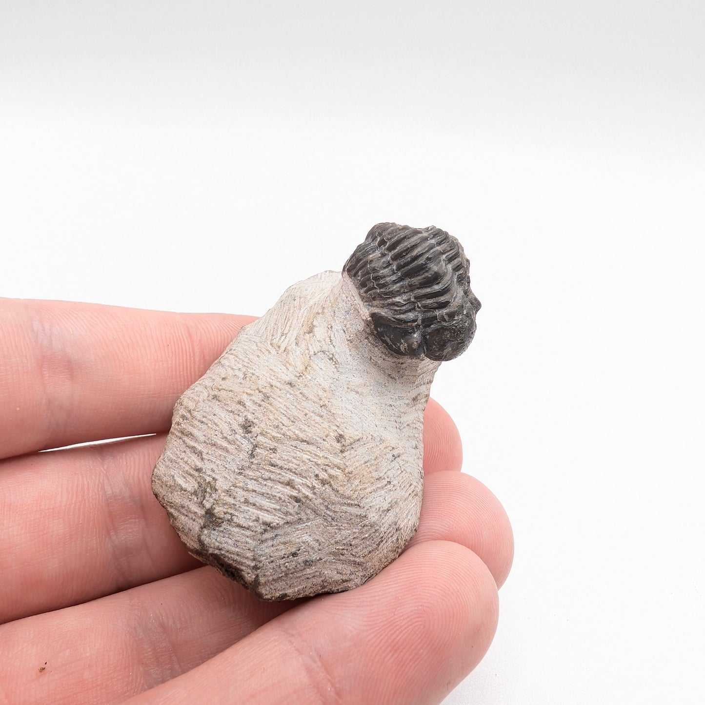 0.90" Gerastos Trilobite Fossil - Morocco