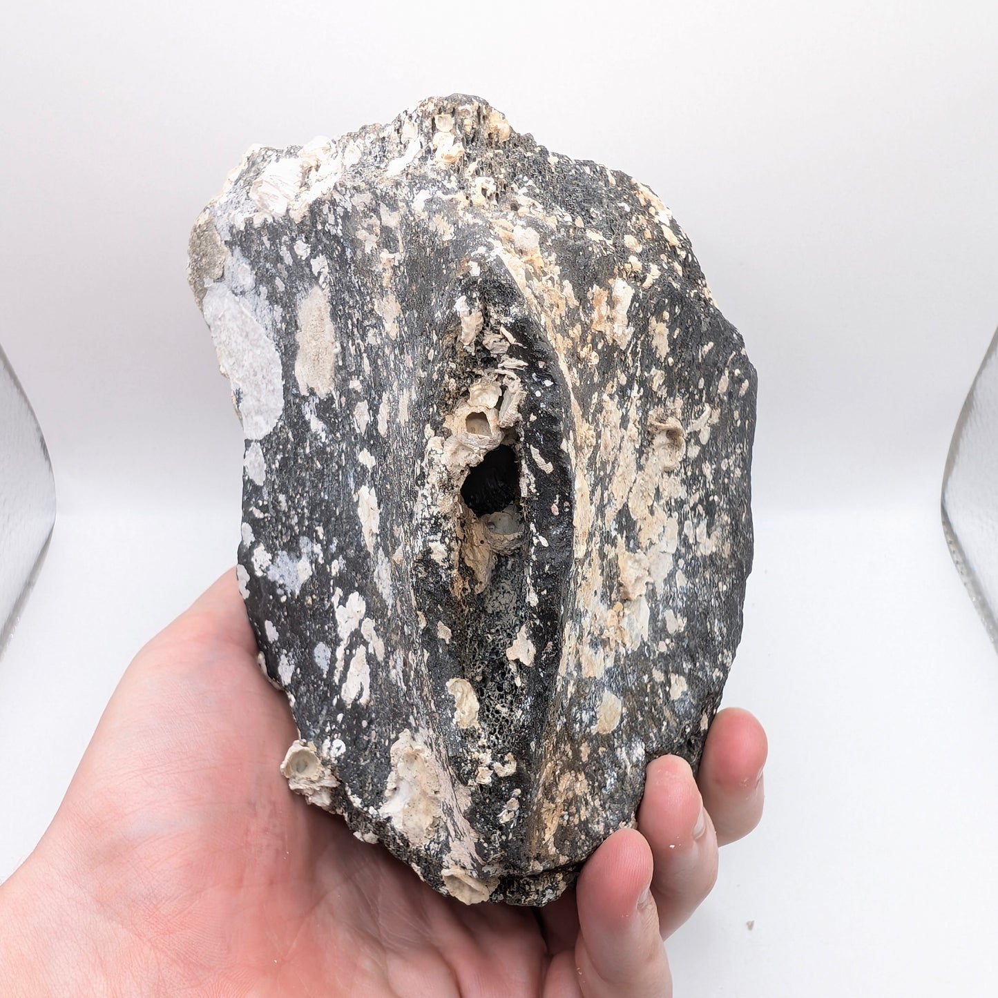 5.2" Fossil Whale Vertebra - Florida