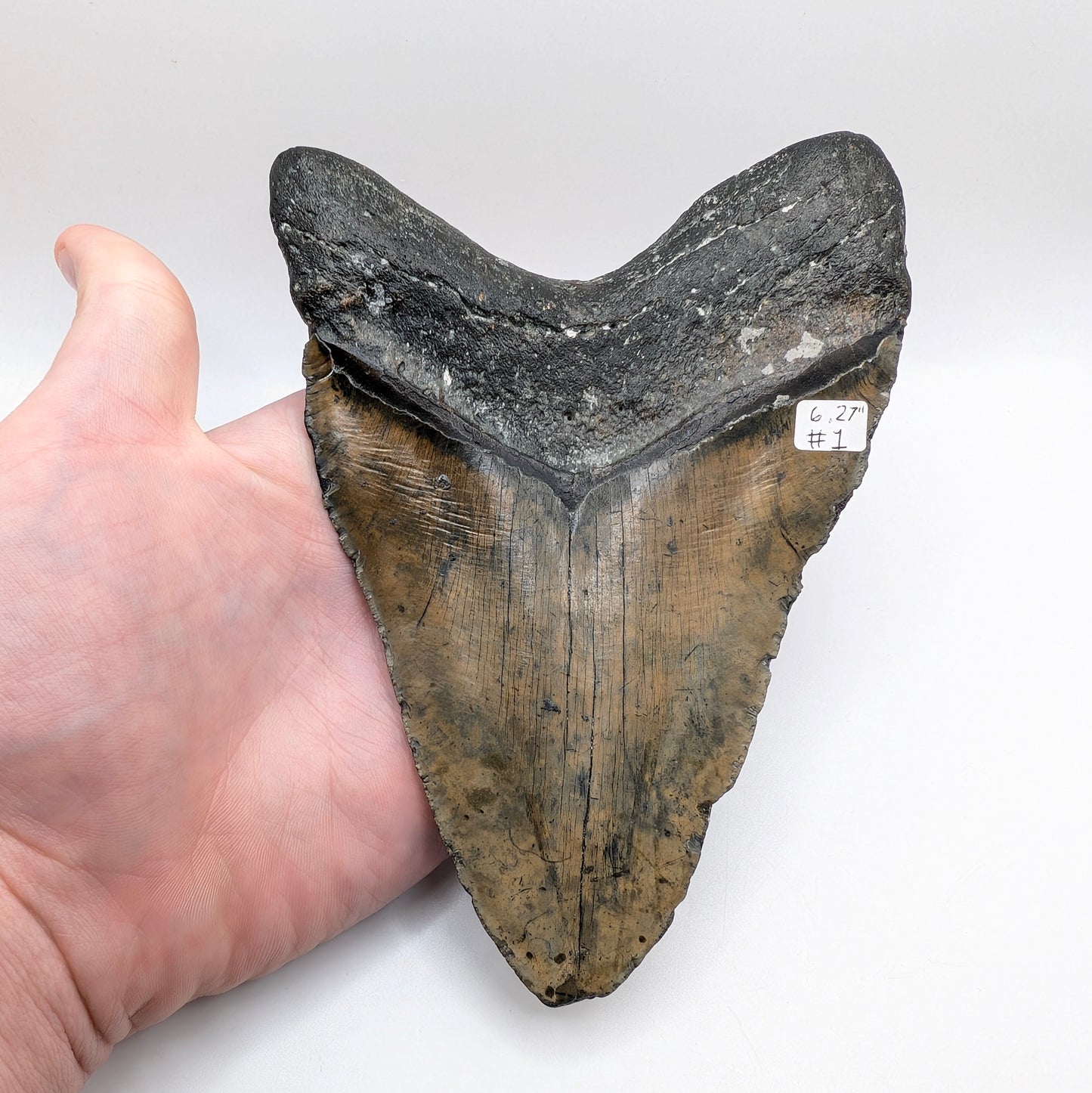 MASSIVE 6.27 Inch Fossil Megalodon Tooth - North Carolina