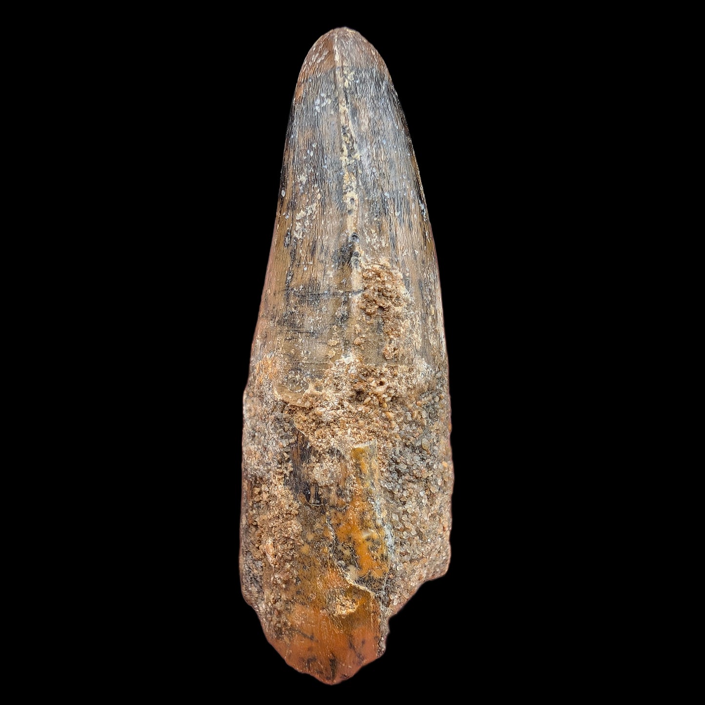 1.75" Fossil Spinosaurus Tooth, Real Dinosaur Tooth - Morocco (Copy)