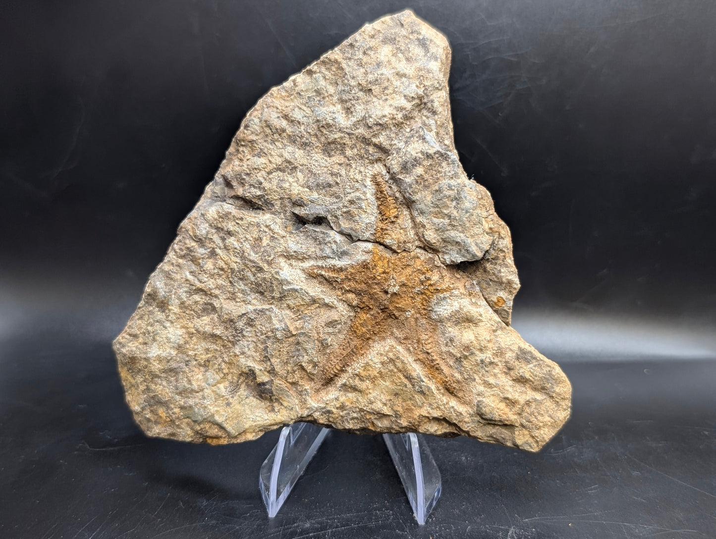 2.12" Petraster Starfish Fossil