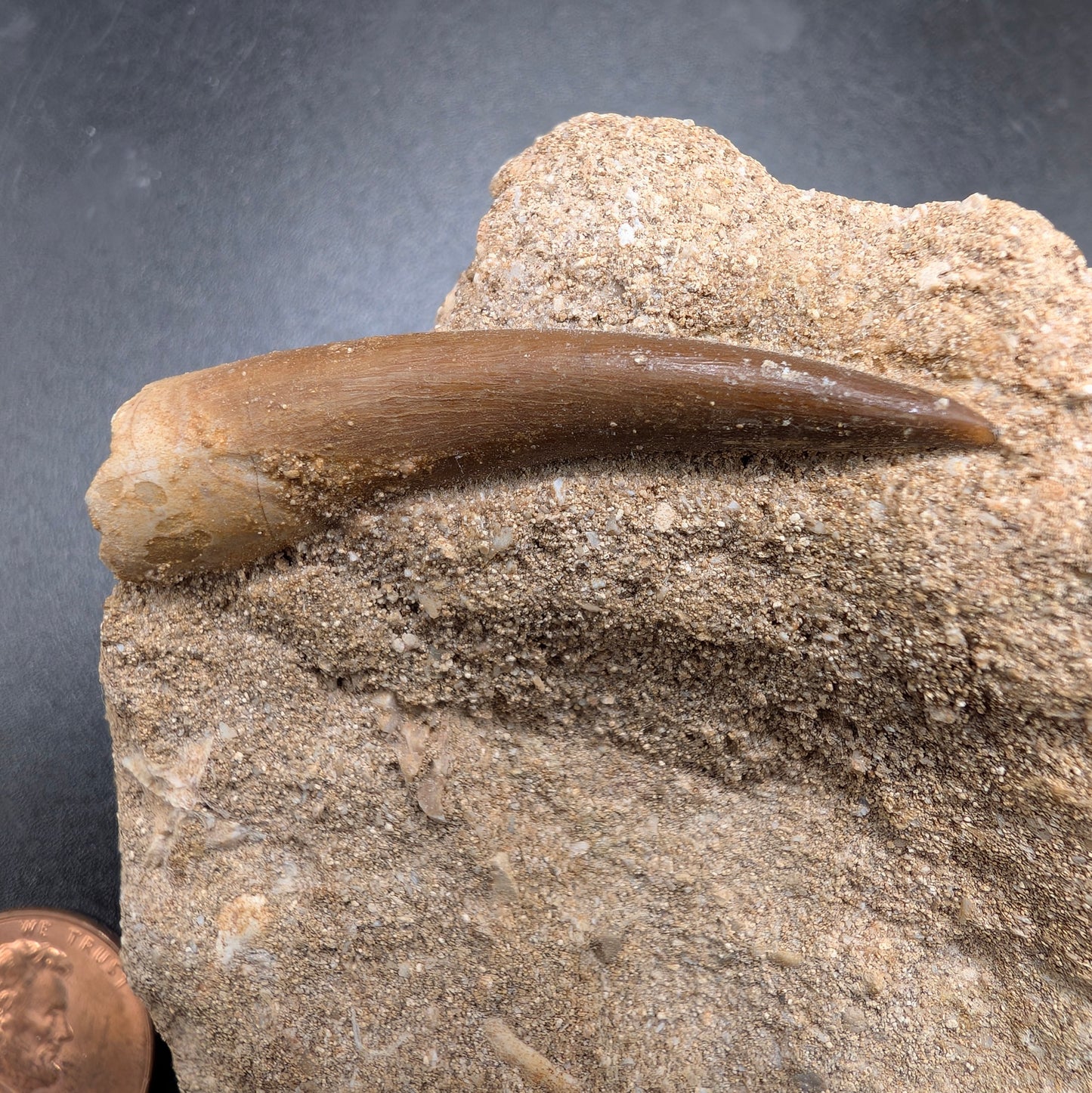 1.65" Fossil Plesiosaur Tooth - Morocco