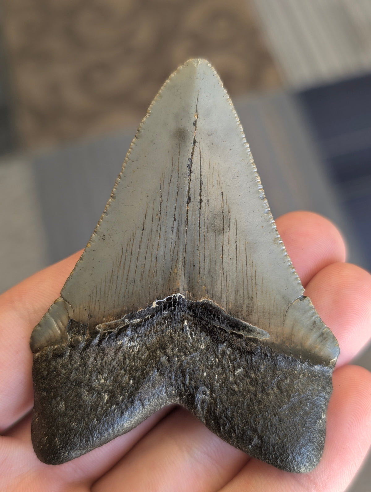 3.15" Serrated Fossil Megalodon Tooth (RAFFLE)