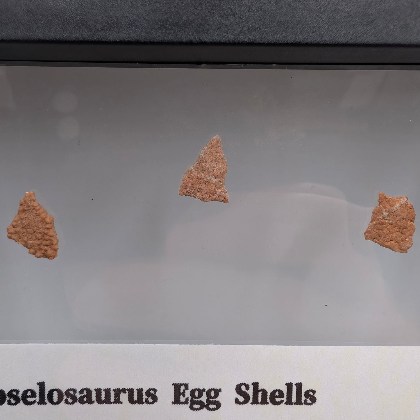 Hypselosaurus Eggshells (Set of 3)