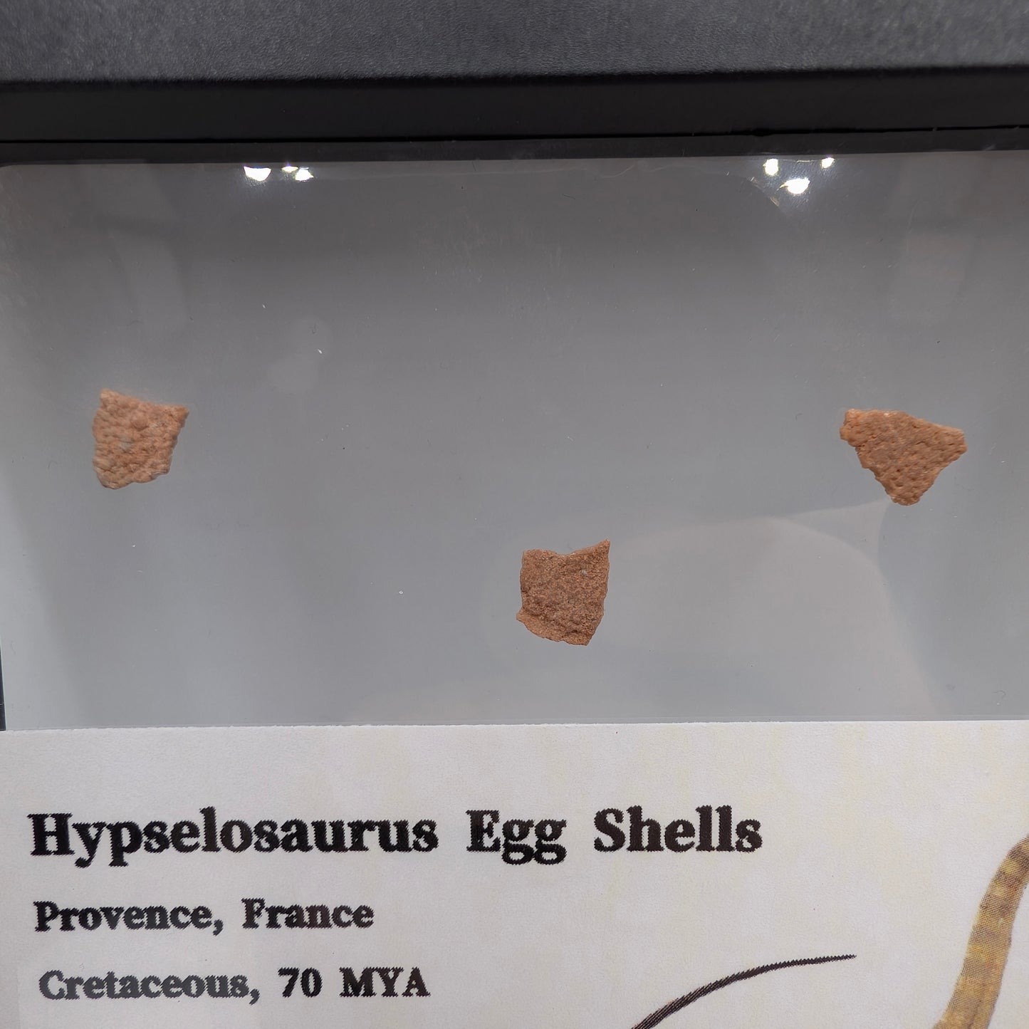 Hypselosaurus Eggshells (Set of 3)