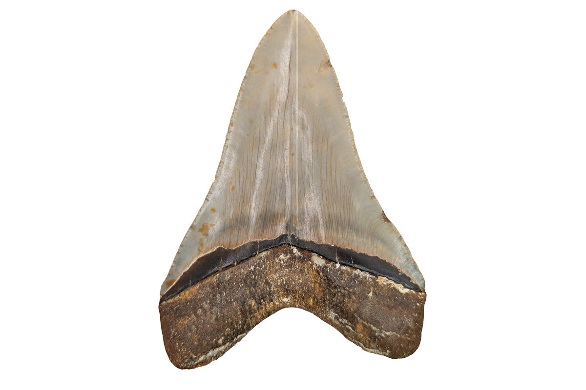 4.9" Megalodon Tooth - North Carolina