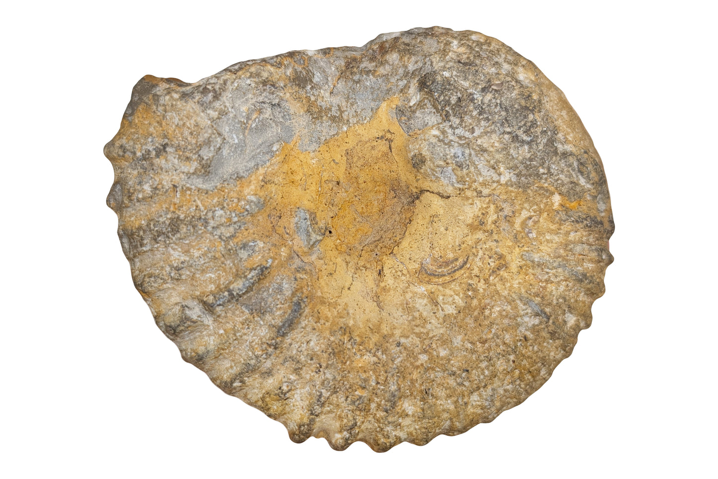 5.20" Ammonite Fossil - Morocco