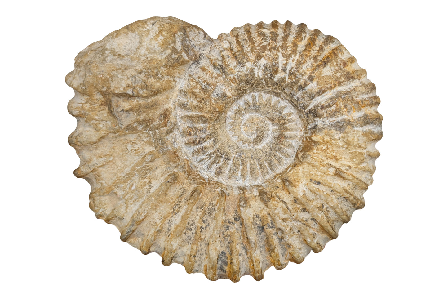 5.50" Ammonite Fossil - Morocco