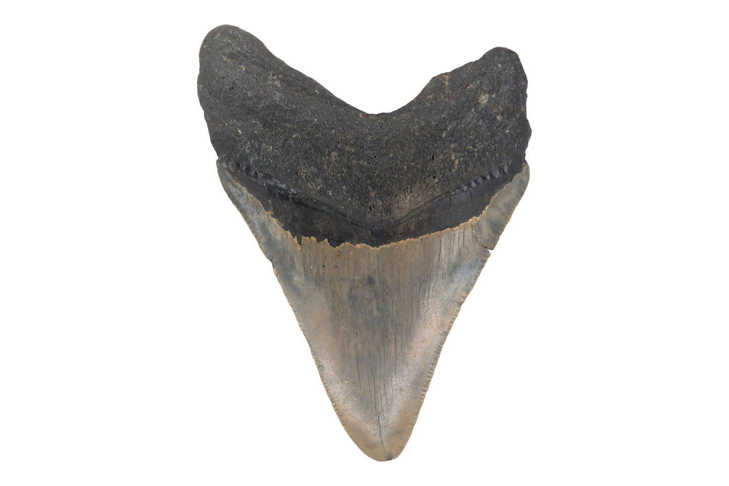 3.82" Megalodon Tooth - North Carolina