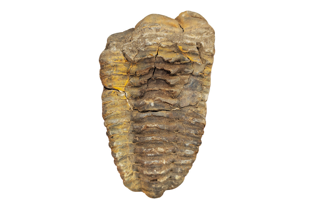 3.25" Calymene Trilobite