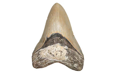 Megalodon Teeth For Sale