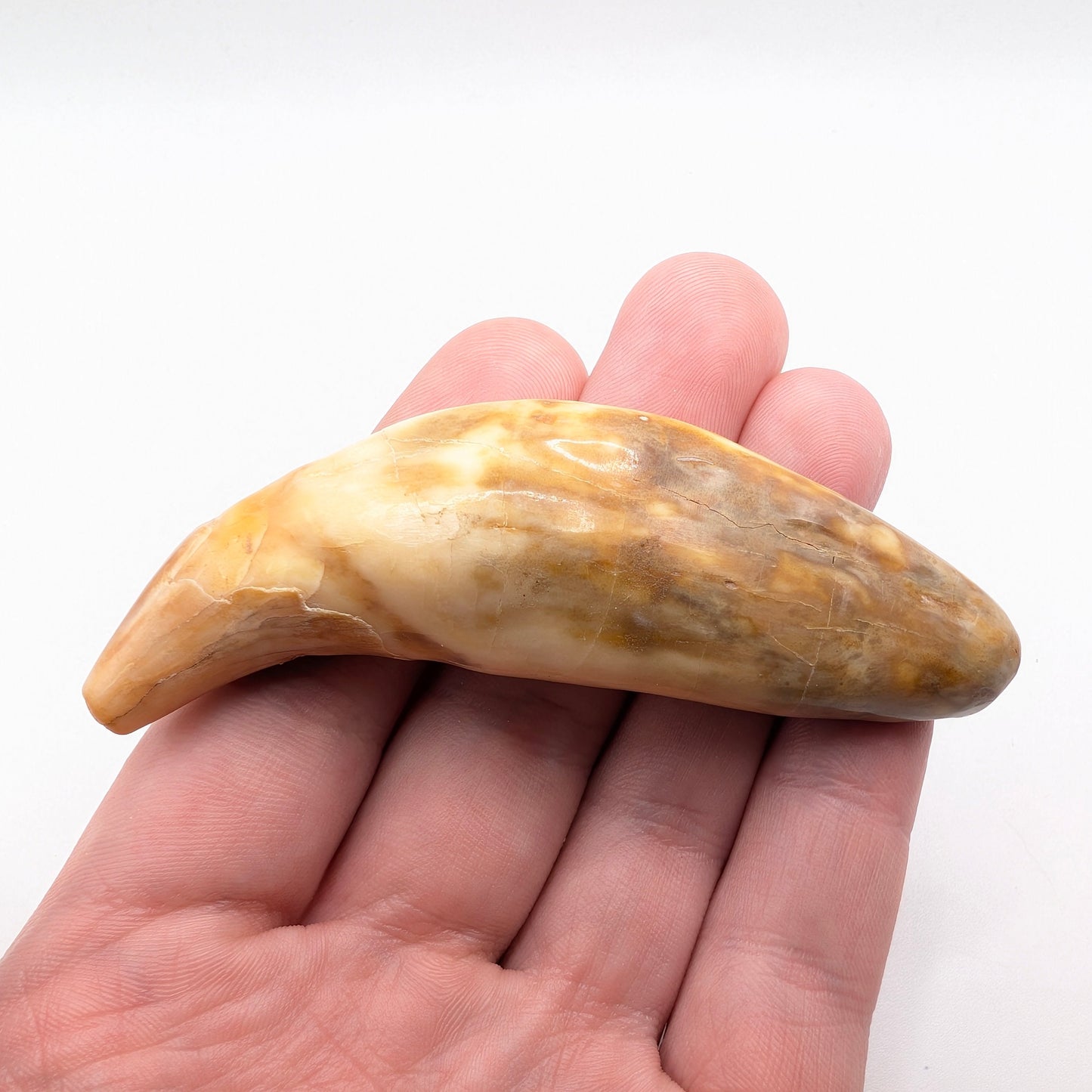 3.55" Fossil Cave Bear Canine