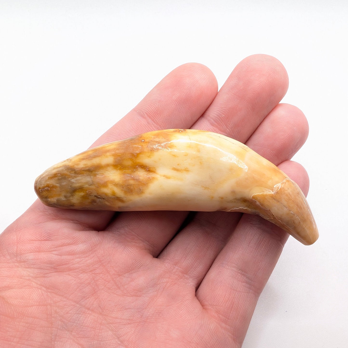 3.55" Fossil Cave Bear Canine