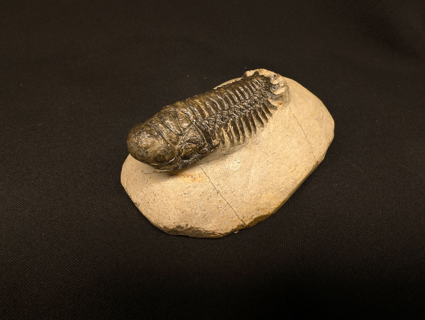 3.10" Crotalocephalina Trilobite Fossil - Atchana, Morocco (#358)