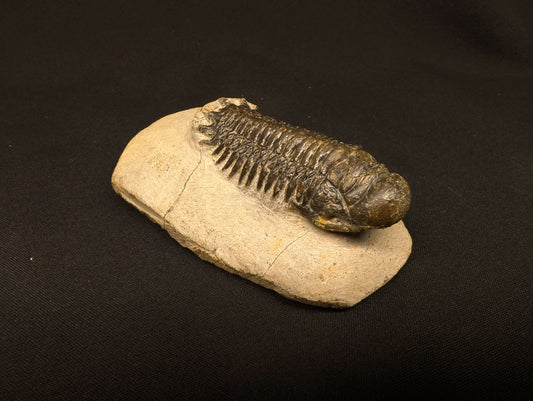 3.10" Crotalocephalina Trilobite Fossil - Atchana, Morocco (#358)