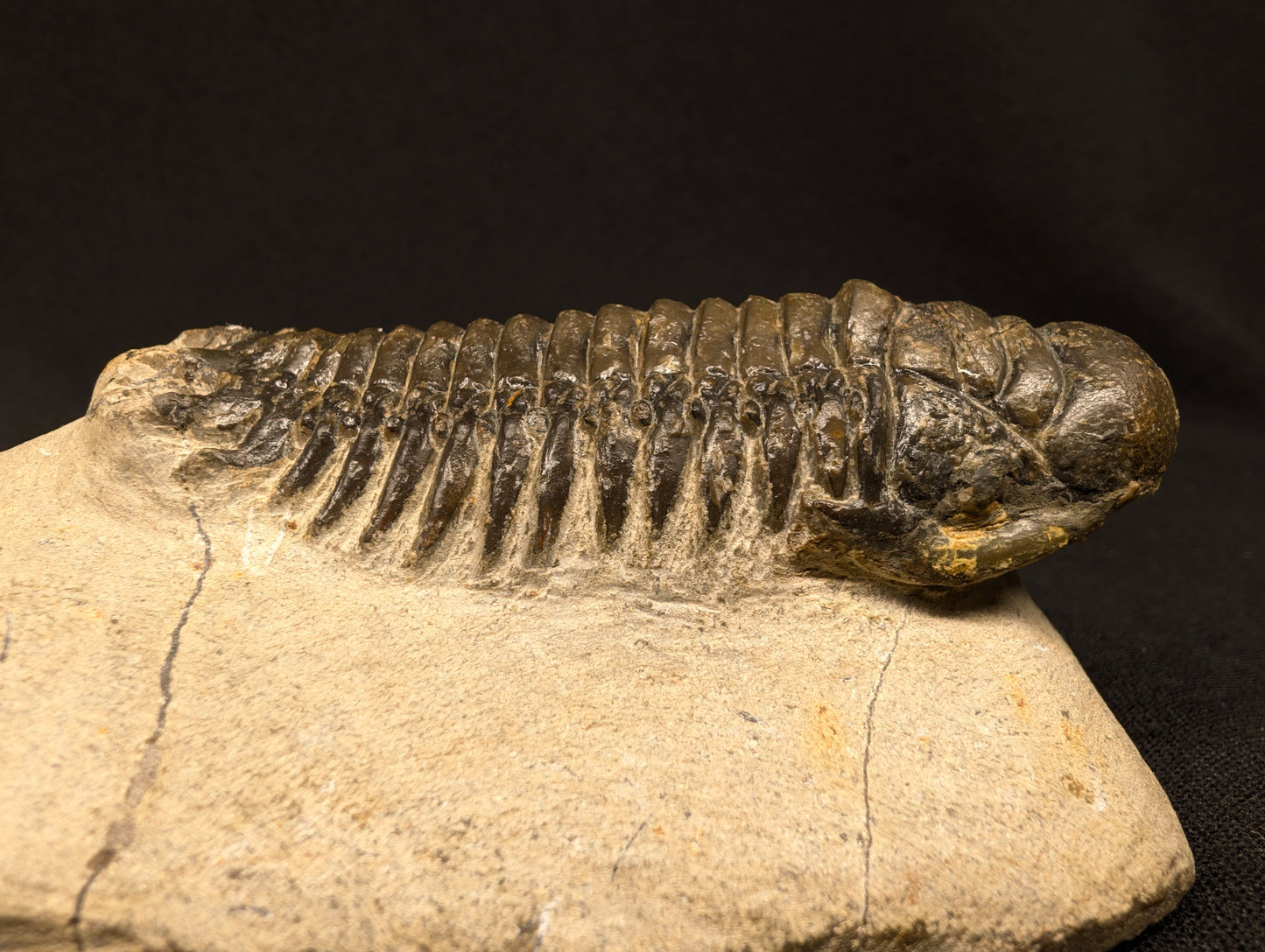 3.10" Crotalocephalina Trilobite Fossil - Atchana, Morocco (#358)