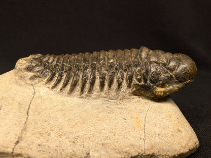 3.10" Crotalocephalina Trilobite Fossil - Atchana, Morocco (#358)