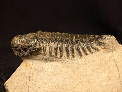 3.10" Crotalocephalina Trilobite Fossil - Atchana, Morocco (#358)