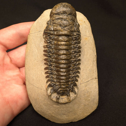 3.10" Crotalocephalina Trilobite Fossil - Atchana, Morocco (#358)