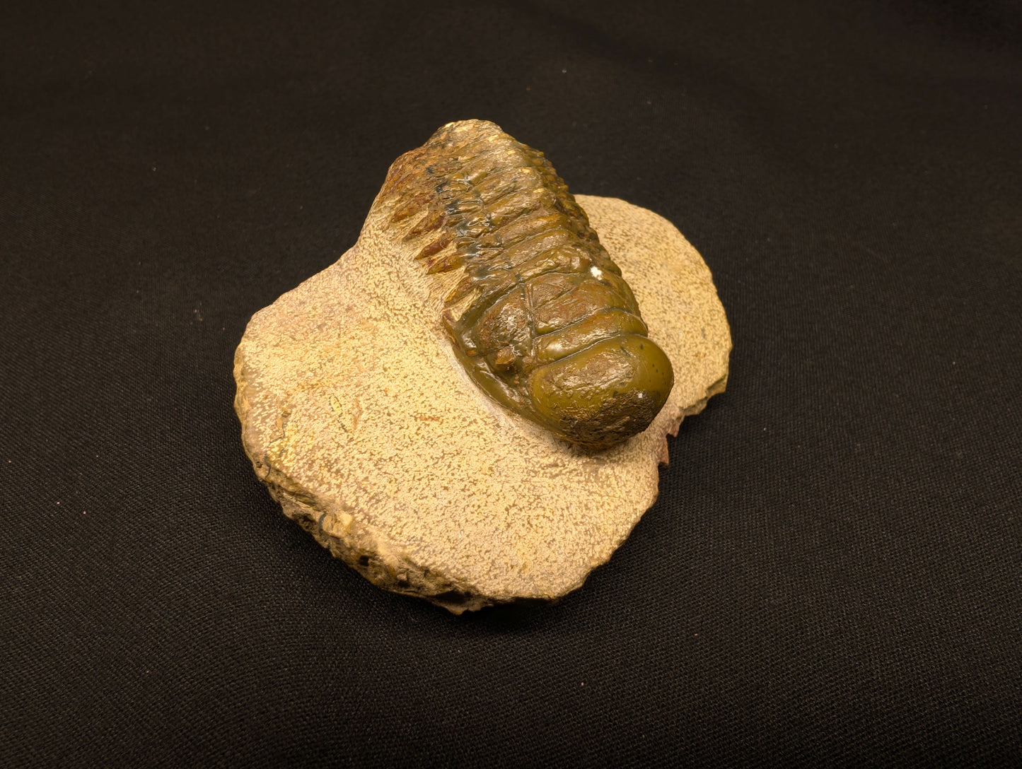 3.70" Crotalocephalina Trilobite Fossil - Atchana, Morocco (#359)