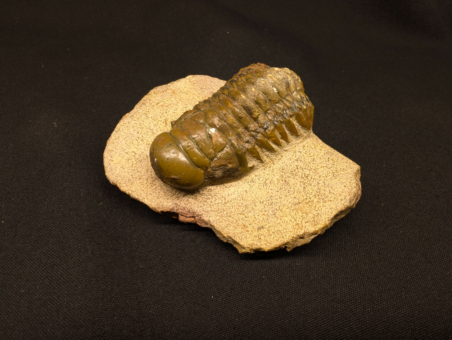 3.70" Crotalocephalina Trilobite Fossil - Atchana, Morocco (#359)