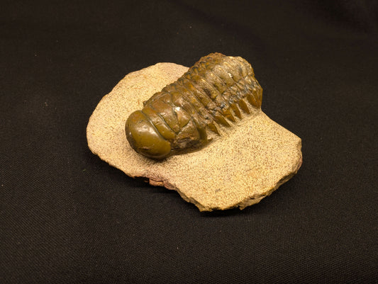 3.70" Crotalocephalina Trilobite Fossil - Atchana, Morocco (#359)