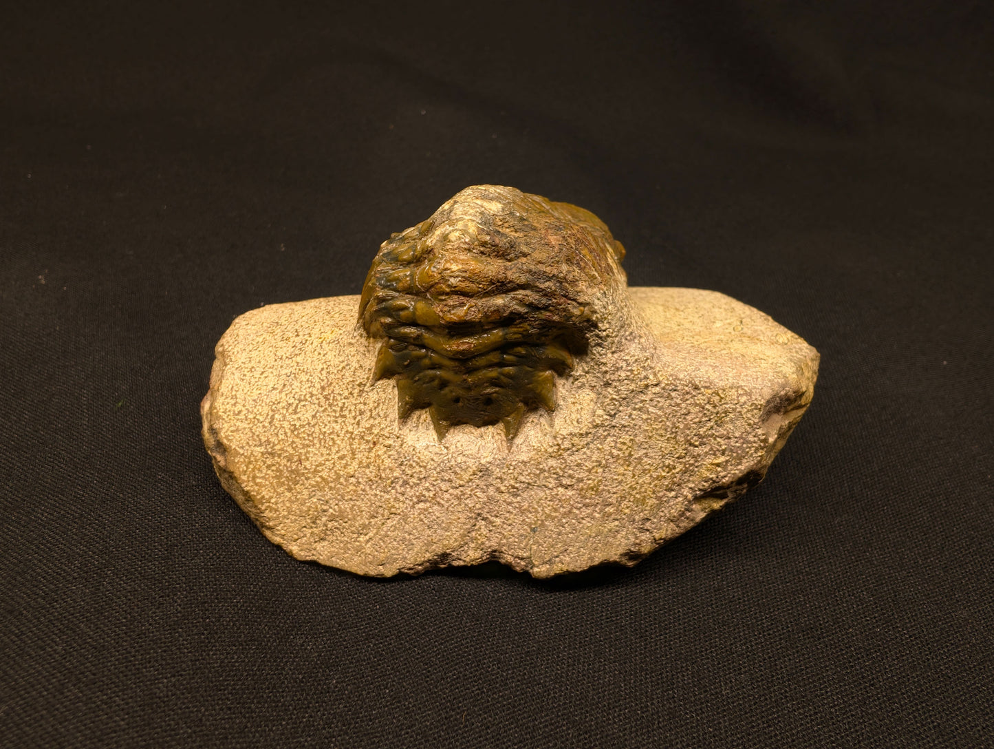 3.70" Crotalocephalina Trilobite Fossil - Atchana, Morocco (#359)