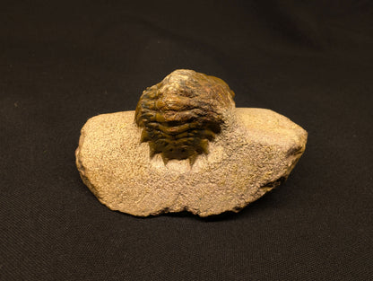 3.70" Crotalocephalina Trilobite Fossil - Atchana, Morocco (#359)