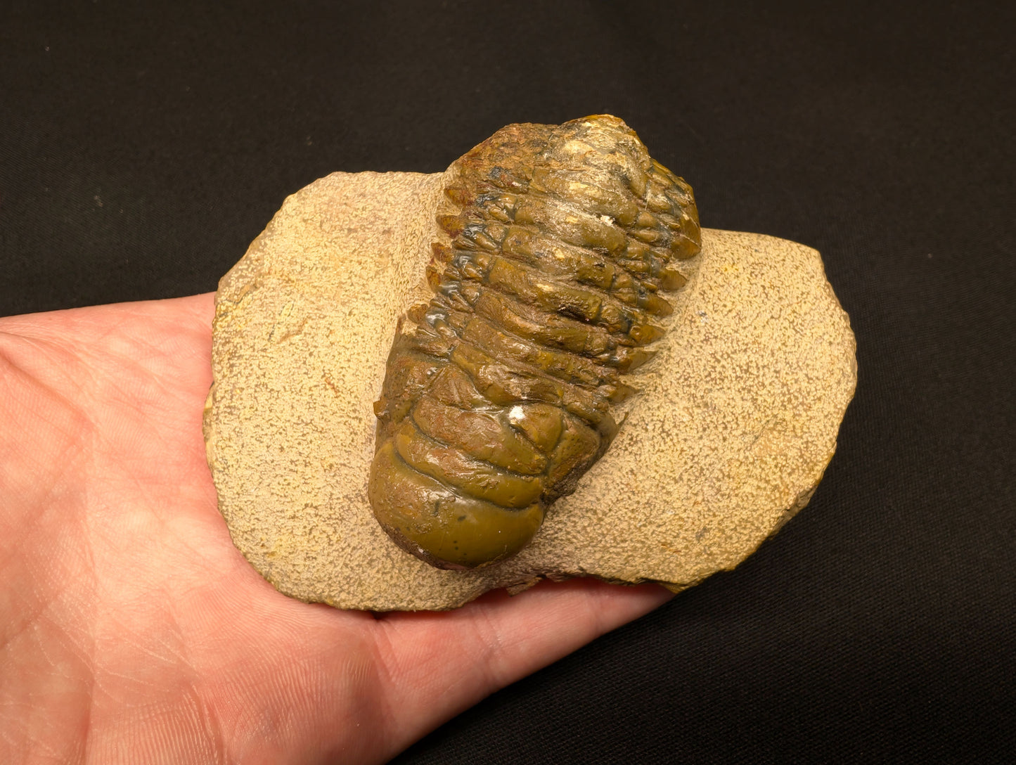 3.70" Crotalocephalina Trilobite Fossil - Atchana, Morocco (#359)