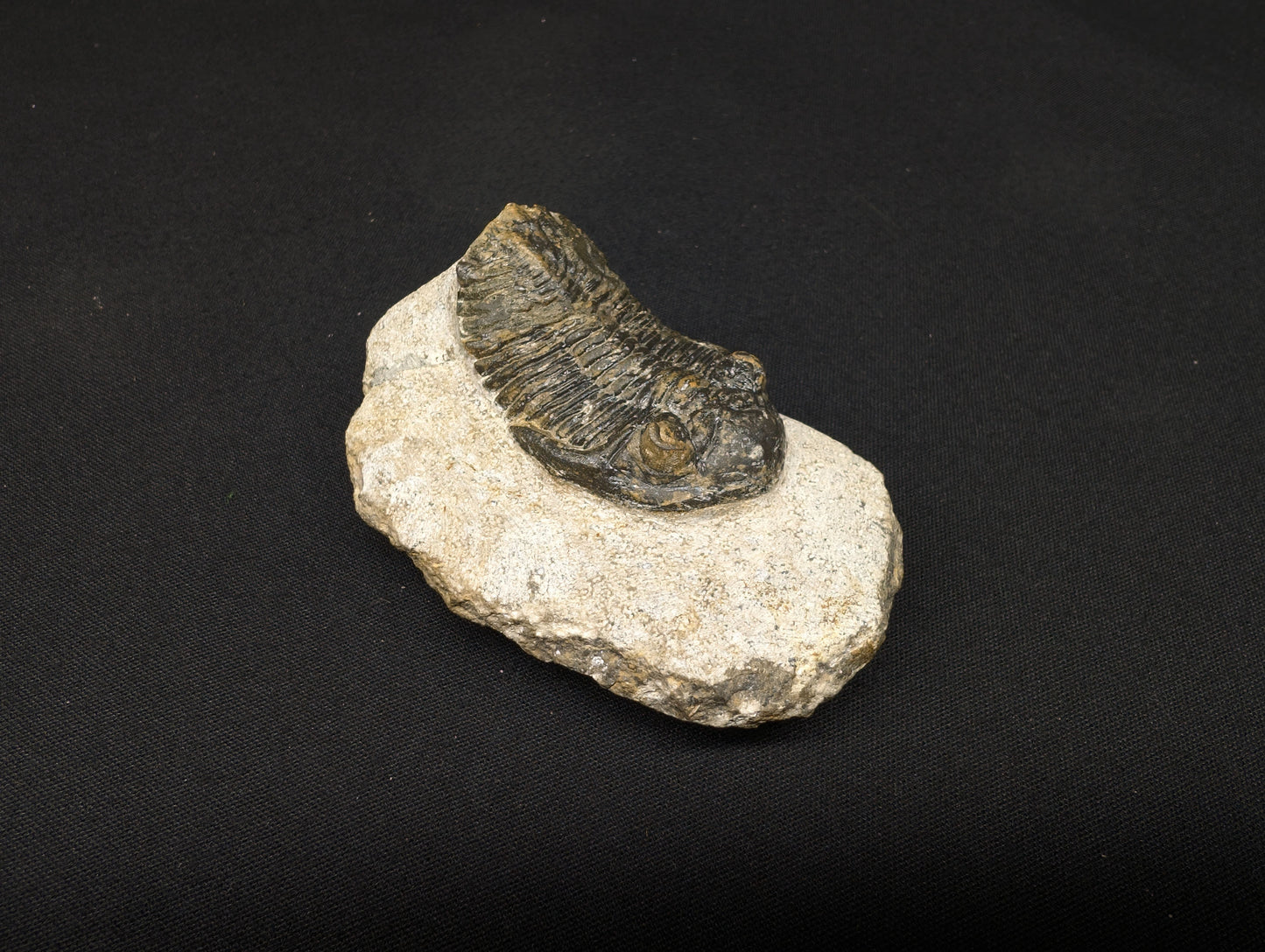 2.36" Hollardops Trilobite Fossil - Ofaten, Morocco (#366)