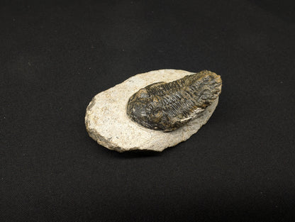 2.36" Hollardops Trilobite Fossil - Ofaten, Morocco (#366)